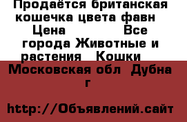 Продаётся британская кошечка цвета фавн › Цена ­ 10 000 - Все города Животные и растения » Кошки   . Московская обл.,Дубна г.